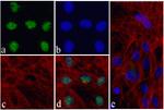 Nkx2.5 Antibody in Immunocytochemistry (ICC/IF)