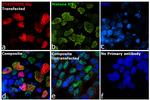 DYKDDDDK Tag Antibody in Immunocytochemistry (ICC/IF)