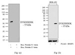 DYKDDDDK Tag Antibody in Western Blot (WB)