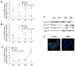 Connexin 32 Antibody in Western Blot (WB)