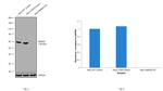 SMAD4 Antibody in Western Blot (WB)