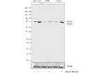 SMAD4 Antibody in Western Blot (WB)