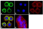 TGFBR2 Antibody in Immunocytochemistry (ICC/IF)