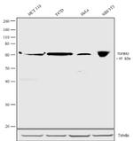 TGFBR2 Antibody in Western Blot (WB)