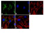 ATG12 Antibody in Immunocytochemistry (ICC/IF)