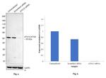 ATG12 Antibody in Western Blot (WB)