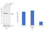 ATG16L1 Antibody