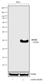 BNIP3 Antibody in Western Blot (WB)