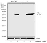 FZD4 Antibody in Western Blot (WB)