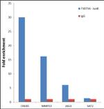 JunB Antibody