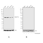 Phospho-c-Kit (Tyr703) Antibody in Western Blot (WB)