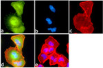 Phospho-c-Kit (Tyr703) Antibody in Immunocytochemistry (ICC/IF)