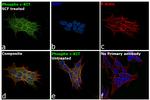 Phospho-c-Kit (Tyr703) Antibody