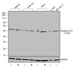 Phospho-c-Kit (Tyr703) Antibody