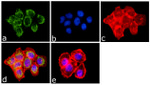 Phospho-EGFR (Tyr1086) Antibody in Immunocytochemistry (ICC/IF)