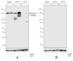 Phospho-IRS1 (Ser312) Antibody in Western Blot (WB)