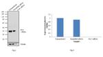 OCT4 Antibody in Western Blot (WB)