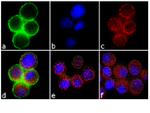 Phospho-c-Met (Tyr1349) Antibody in Immunocytochemistry (ICC/IF)