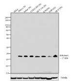 H3K4me1 Antibody in Western Blot (WB)