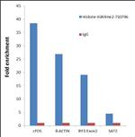 H3K4me2 Antibody