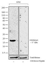 H3K36me1 Antibody in Competition Assay (CA)