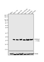 H3K9me3 Antibody in Western Blot (WB)