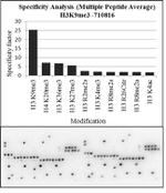 H3K9me3 Antibody