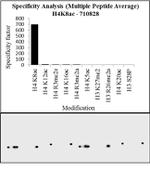 H4K8ac Antibody in Peptide array (ARRAY)