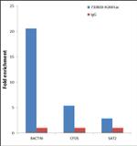 H2AK5ac Antibody