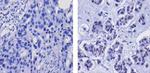 Phospho-FOXO4 (Thr28) Antibody in Immunohistochemistry (Paraffin) (IHC (P))