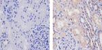 WNT2B Antibody in Immunohistochemistry (Paraffin) (IHC (P))