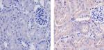 WNT2B Antibody in Immunohistochemistry (Paraffin) (IHC (P))