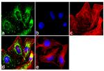 WNT2B Antibody in Immunocytochemistry (ICC/IF)