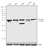 WNT2B Antibody in Western Blot (WB)