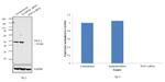 WNT4 Antibody in Western Blot (WB)