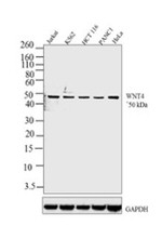 WNT4 Antibody in Western Blot (WB)