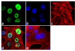 RNF20 Antibody in Immunocytochemistry (ICC/IF)