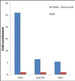 Histone H2B Antibody