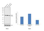 ATG4B Antibody in Western Blot (WB)