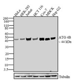 ATG4B Antibody in Western Blot (WB)