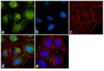 KLF9 Antibody in Immunocytochemistry (ICC/IF)