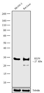 KLF9 Antibody in Western Blot (WB)