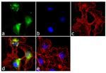 Glutamine Synthetase Antibody in Immunocytochemistry (ICC/IF)