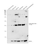 Ferritin Heavy Chain Antibody in Western Blot (WB)