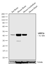 LMX1A Antibody