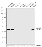 SNAP25 Antibody in Western Blot (WB)