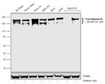 NF-H Antibody in Western Blot (WB)