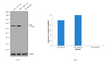 SOX9 Antibody in Western Blot (WB)