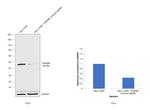 TDP-43 Antibody in Western Blot (WB)