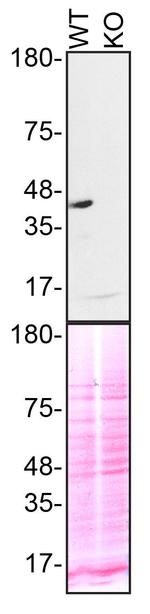 TDP-43 Antibody in Western Blot (WB)